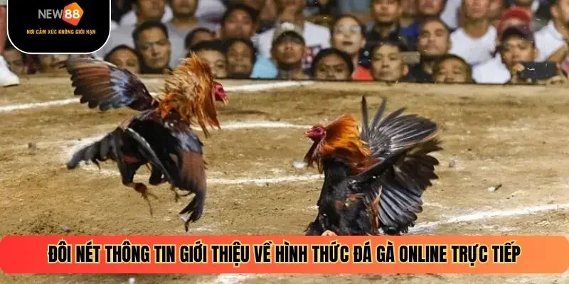Đôi nét thông tin giới thiệu về hình thức đá gà online trực tiếp