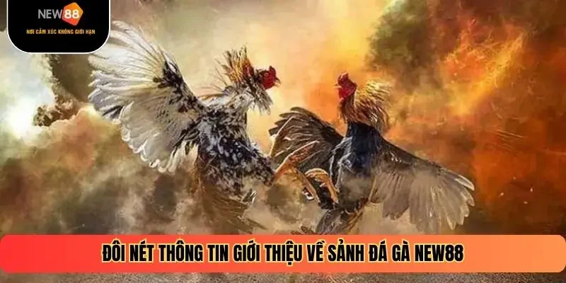 Đôi nét thông tin giới thiệu về sảnh đá gà New88
