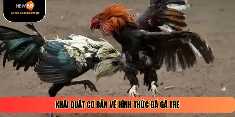 Khái quát cơ bản về hình thức đá gà tre