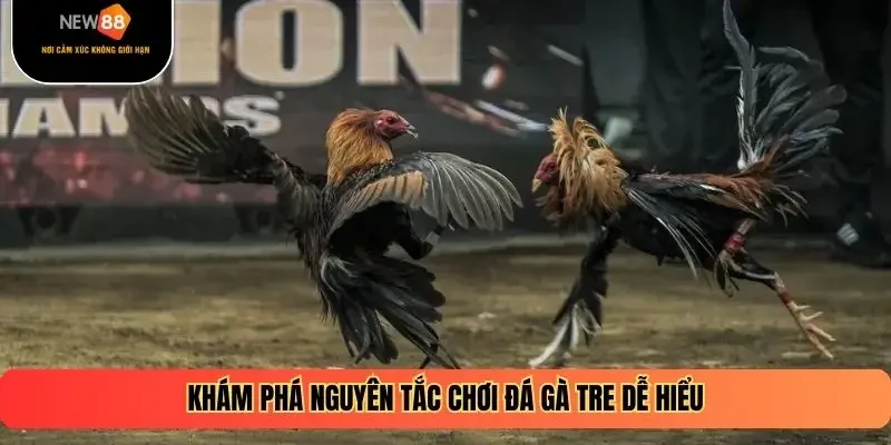 Khám phá nguyên tắc chơi đá gà tre dễ hiểu