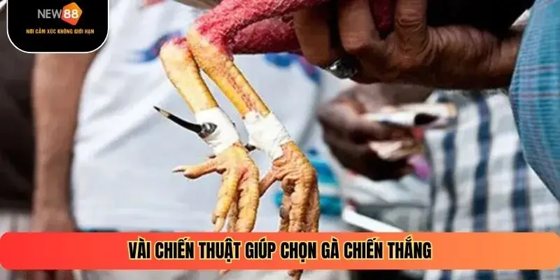 Vài chiến thuật giúp chọn gà chiến thắng